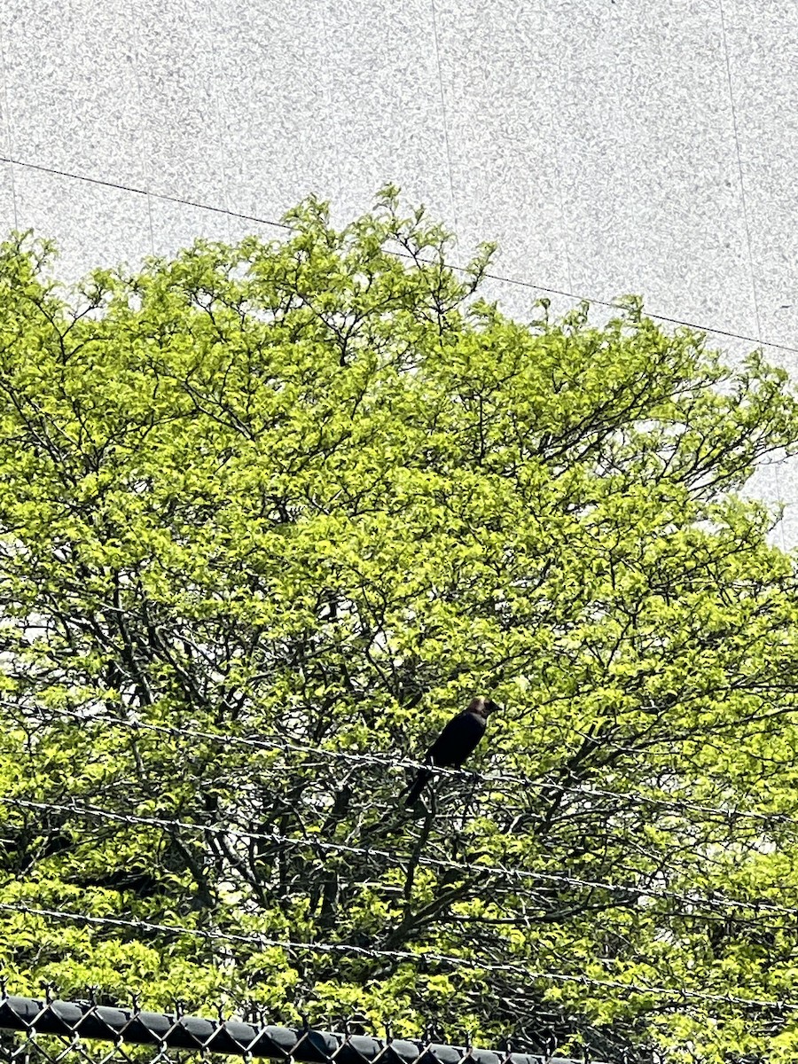 Brown-headed Cowbird - Ayshia Sigler