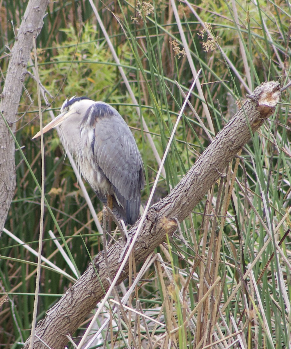 Great Blue Heron - Caitlin Eldridge