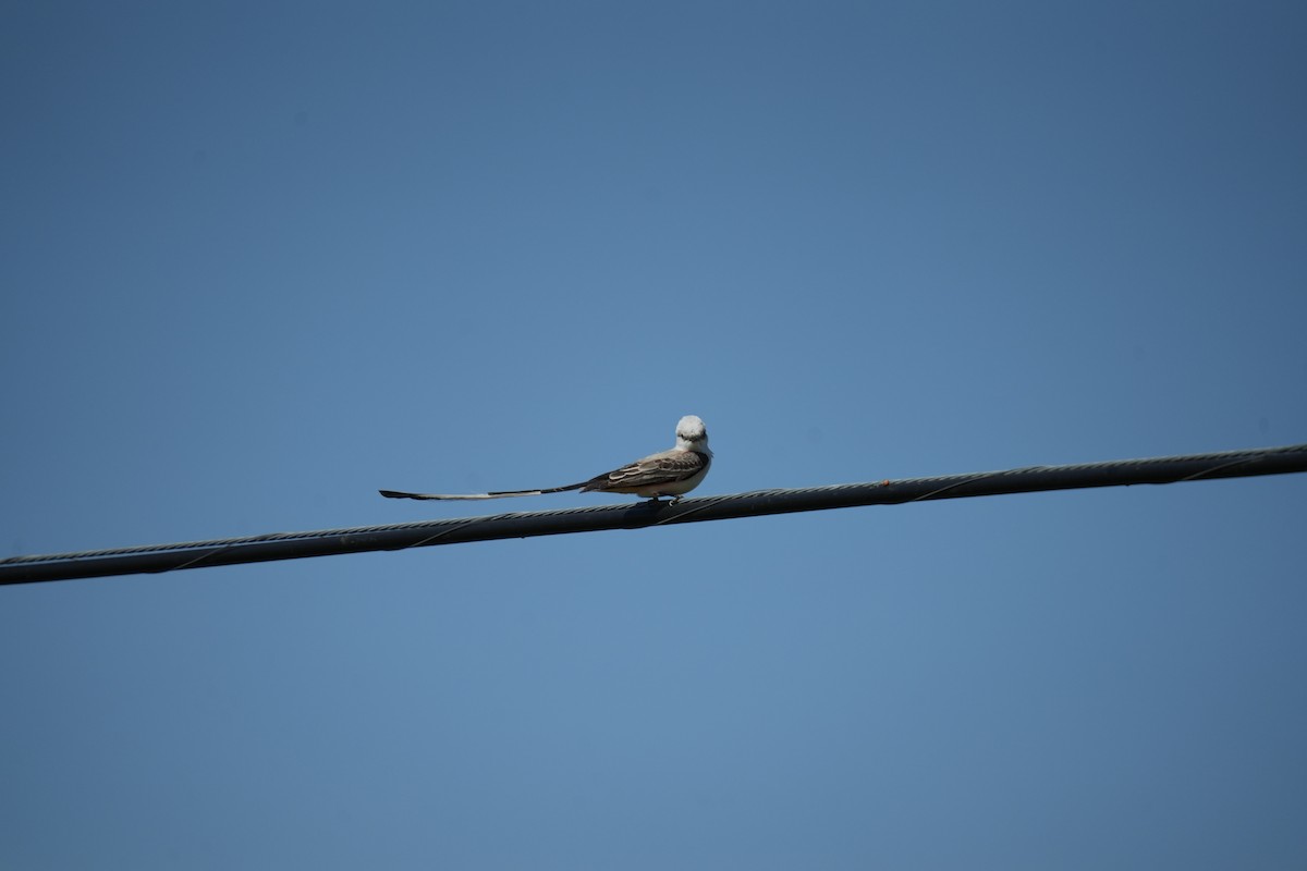 Scissor-tailed Flycatcher - Christophe Rouleau-Desrochers