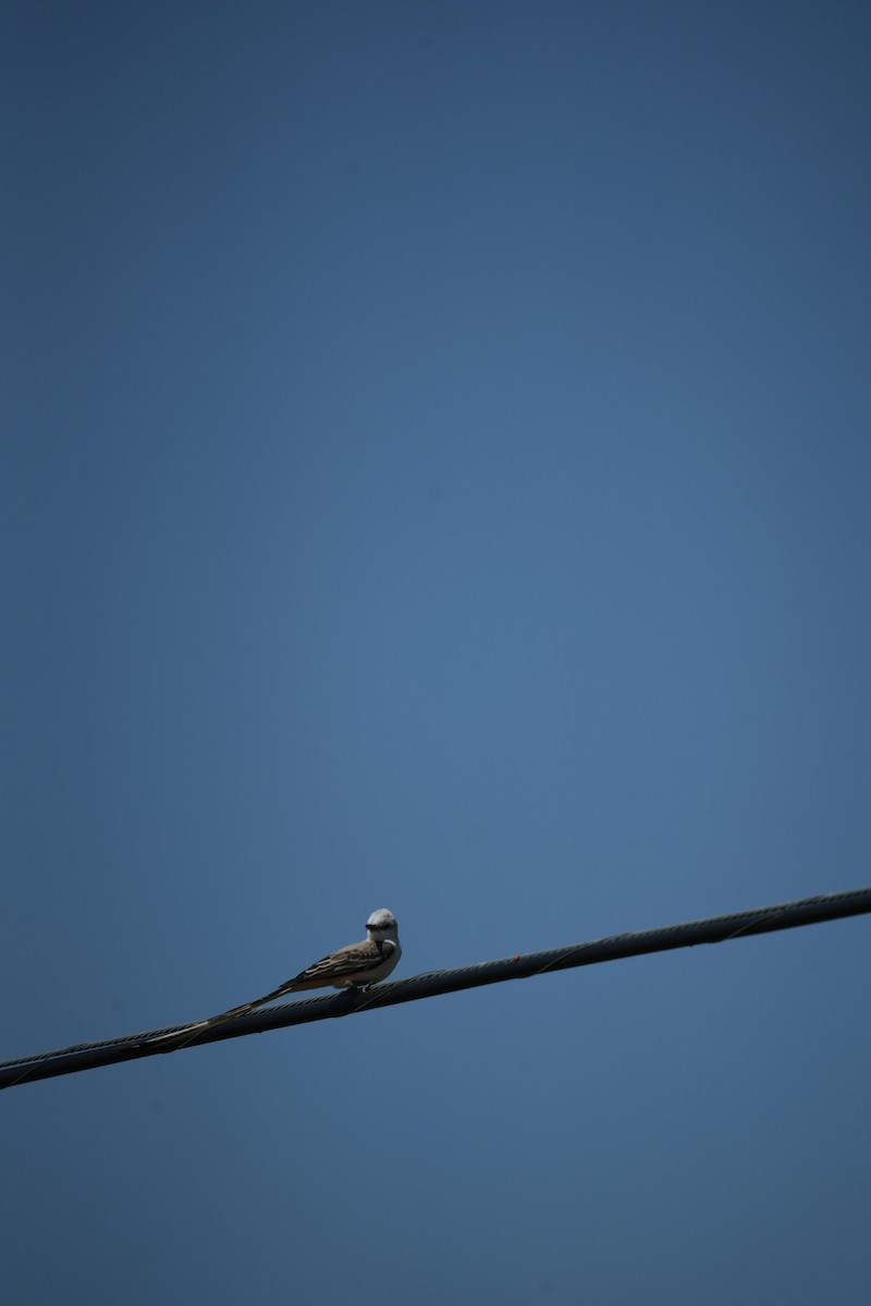 Scissor-tailed Flycatcher - Christophe Rouleau-Desrochers