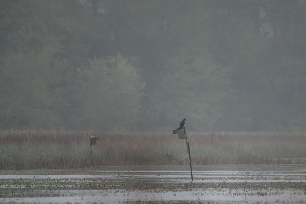 Double-crested Cormorant - Cristine Van Dyke