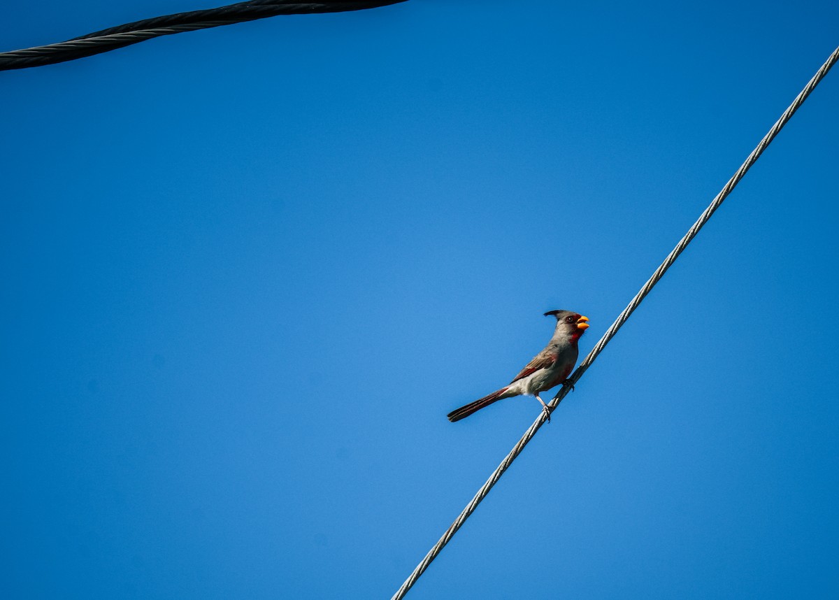 Cardinal pyrrhuloxia - ML619304863