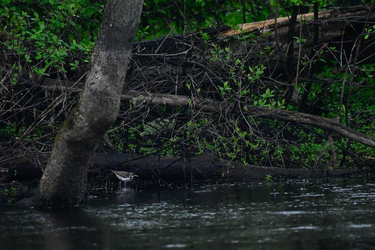 Spotted Sandpiper - Cristine Van Dyke