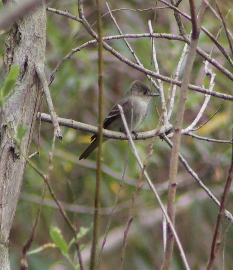 Western Wood-Pewee - Caitlin Eldridge