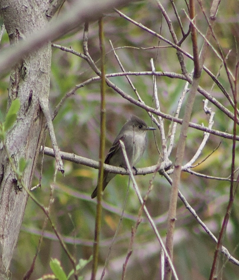 Western Wood-Pewee - Caitlin Eldridge