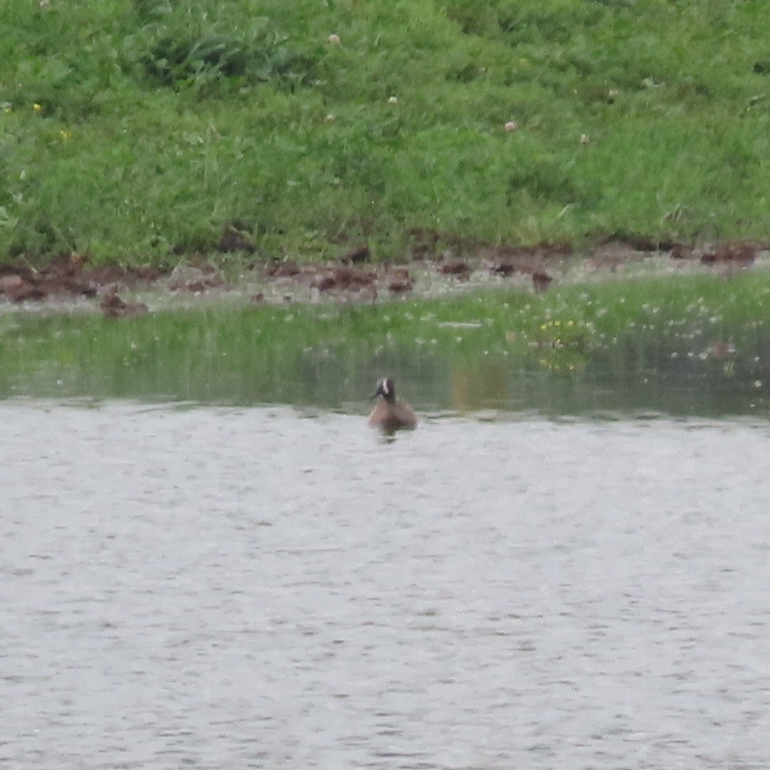 Blue-winged Teal - ML619304895