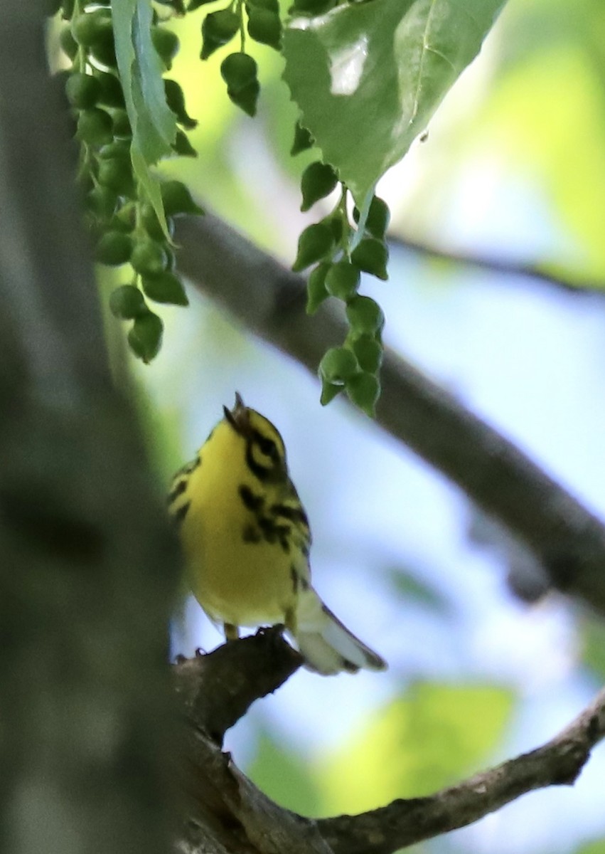 Prairie Warbler - ML619304900