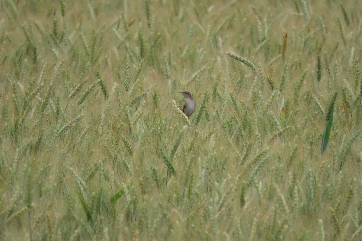 Marsh Wren - Adam Betuel