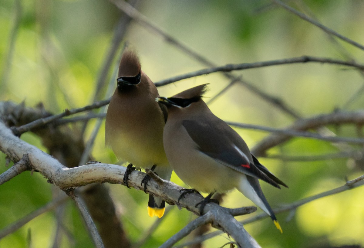 Cedar Waxwing - Kristin Tallis