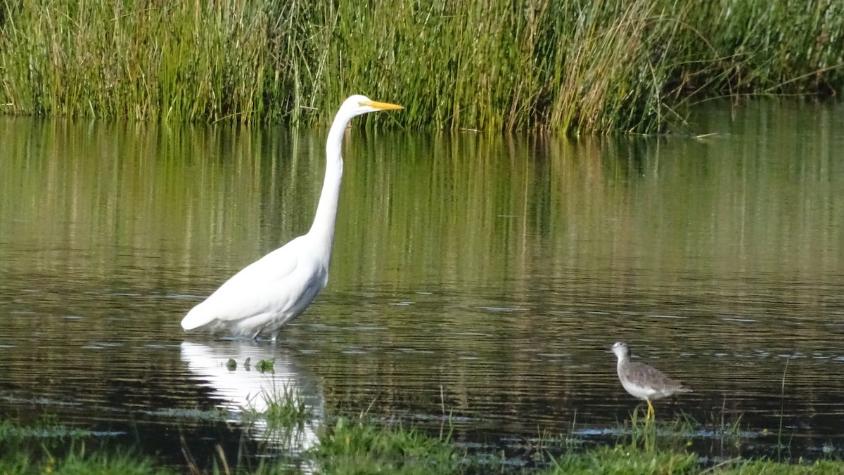 Great Egret - Felipe Navarro Grob