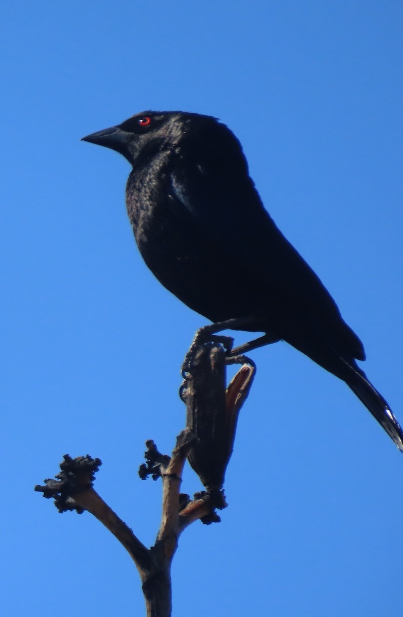 Bronzed Cowbird - Elaine Wagner