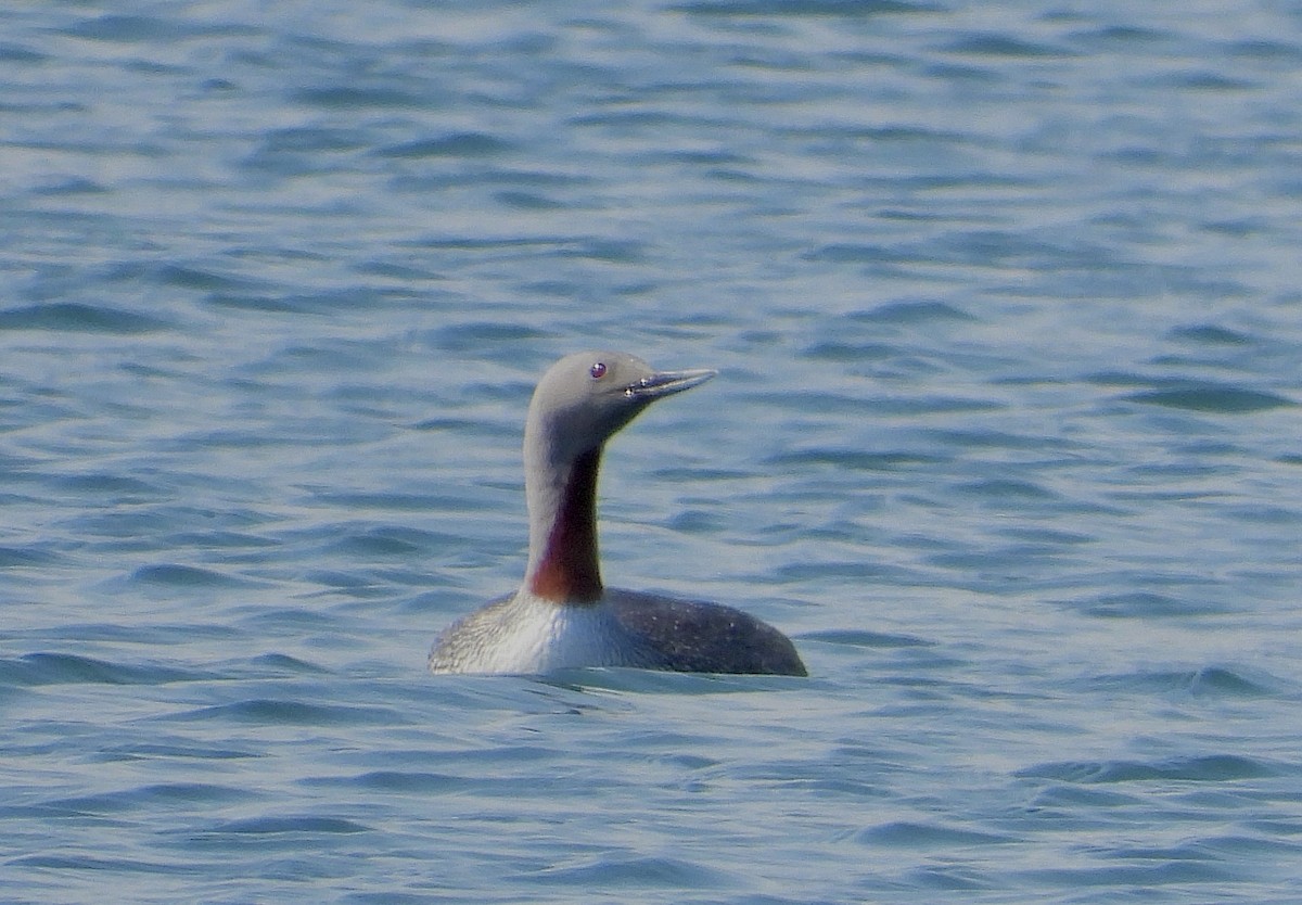 Red-throated Loon - ML619304931