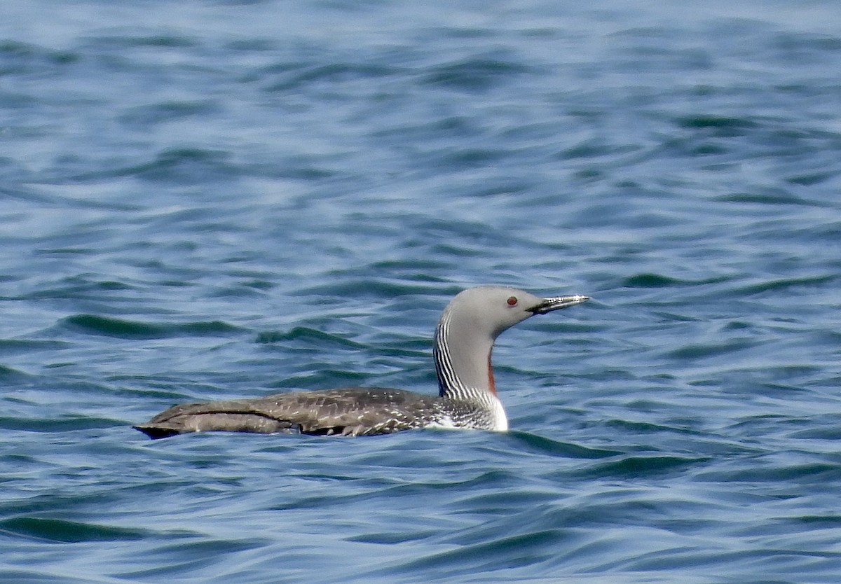 Red-throated Loon - ML619304932