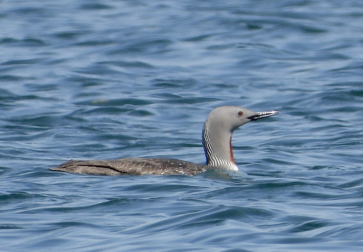 Plongeon catmarin - ML619304933