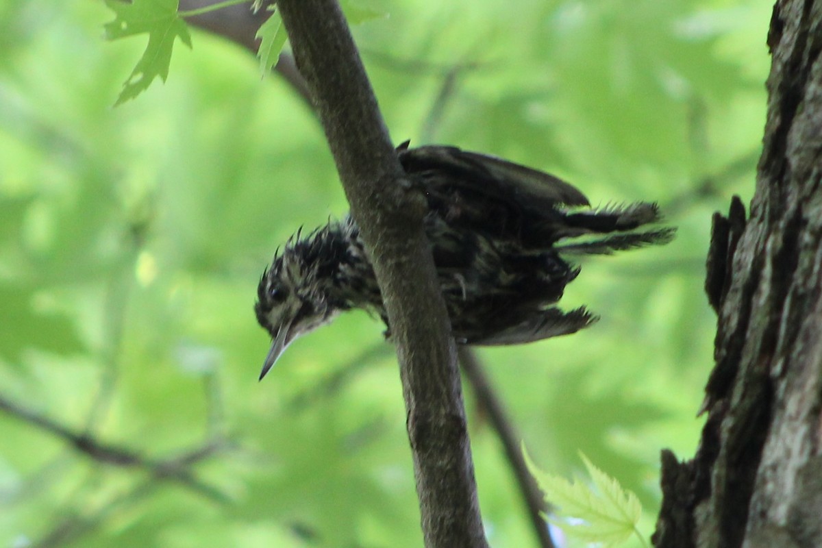 Black-and-white Warbler - Daniel Edwards