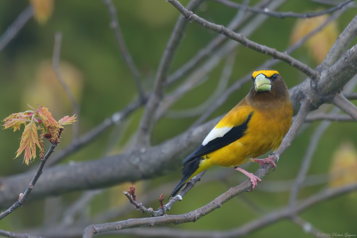 Evening Grosbeak - Robert Gagnon