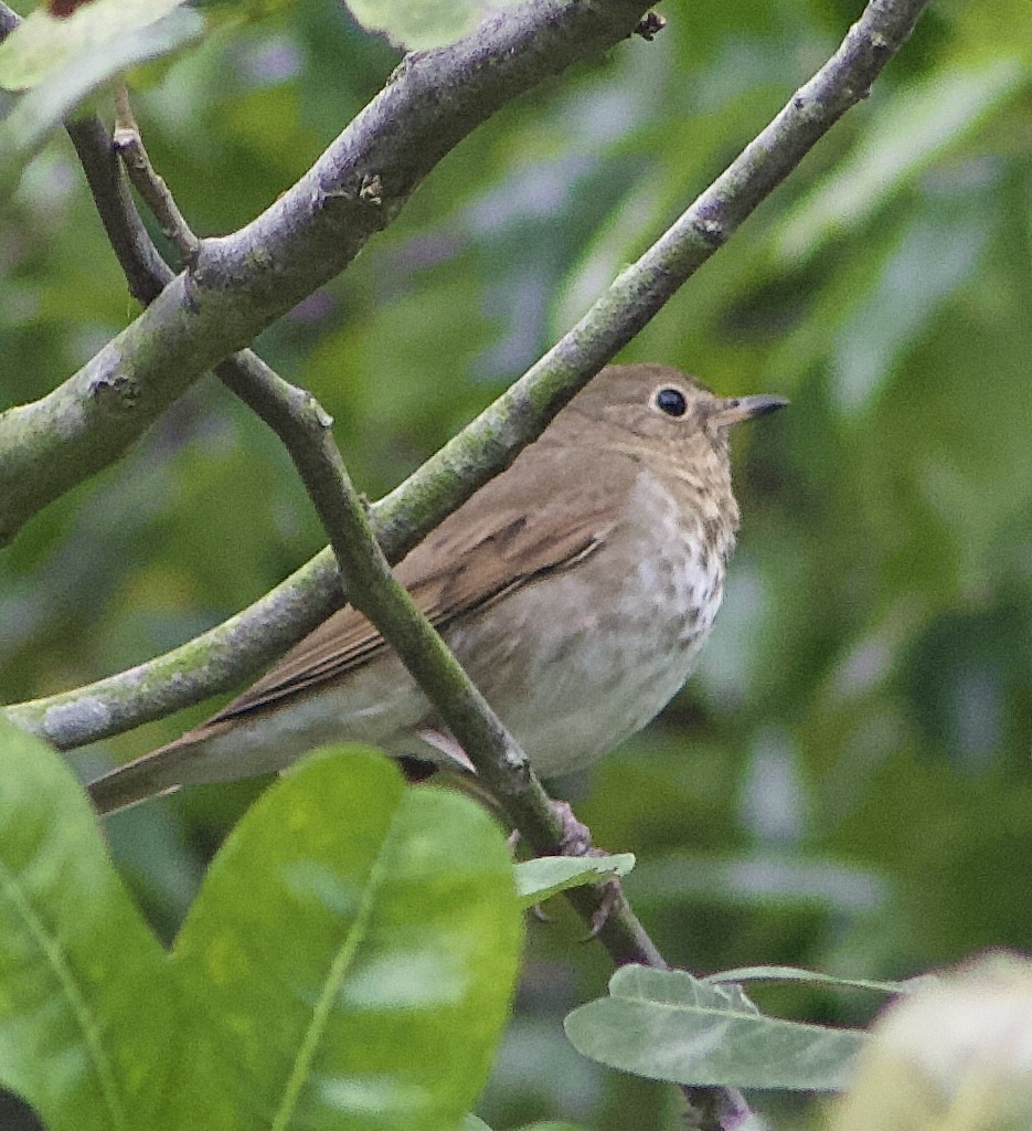 Swainson's Thrush - Caitlin Eldridge