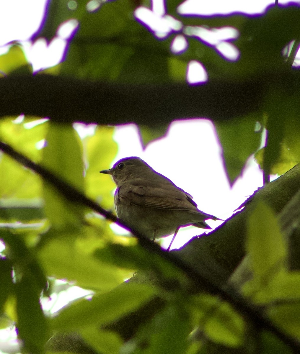 Swainson's Thrush - Caitlin Eldridge