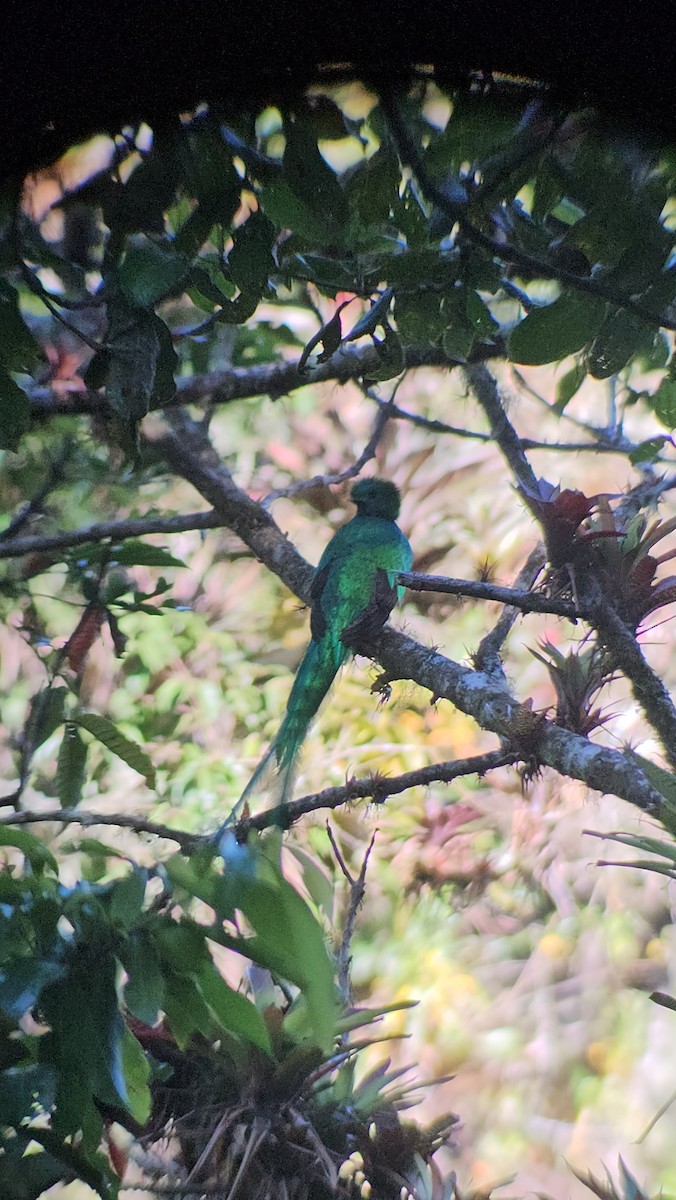 Resplendent Quetzal - Danny J Alvarado S