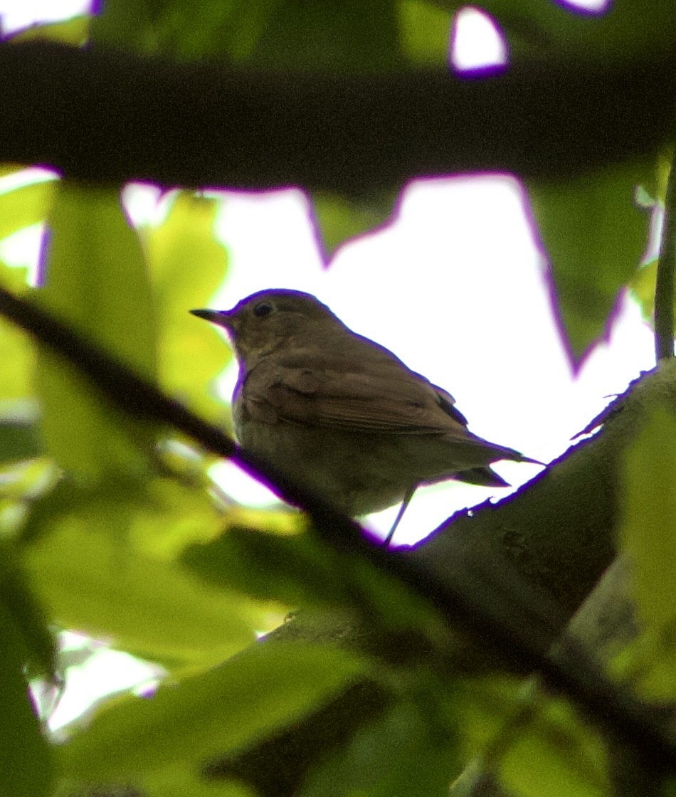 Swainson's Thrush - Caitlin Eldridge