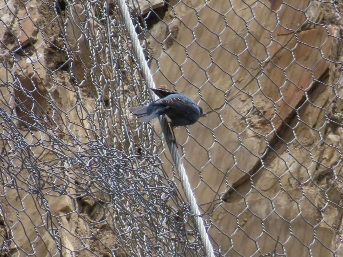 Blue Rock-Thrush - Rudolf Koes