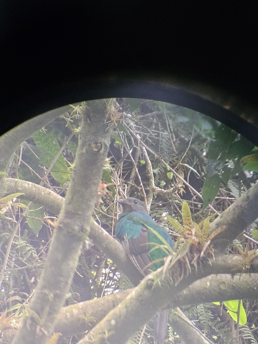 Resplendent Quetzal - Danny J Alvarado S