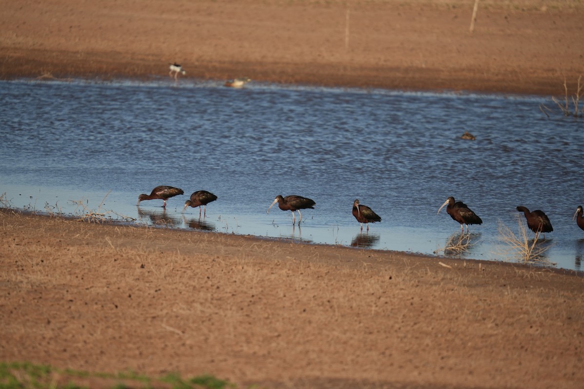 White-faced Ibis - Christophe Rouleau-Desrochers