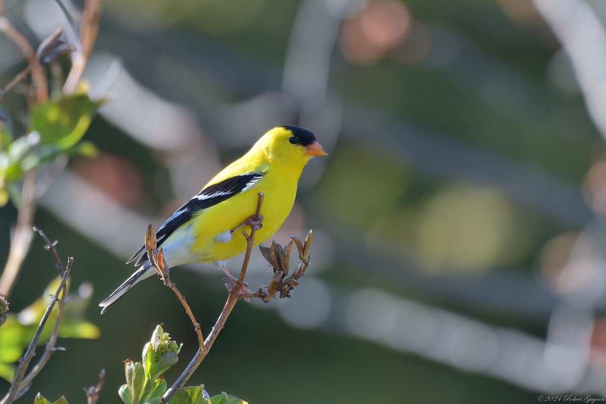 American Goldfinch - Robert Gagnon