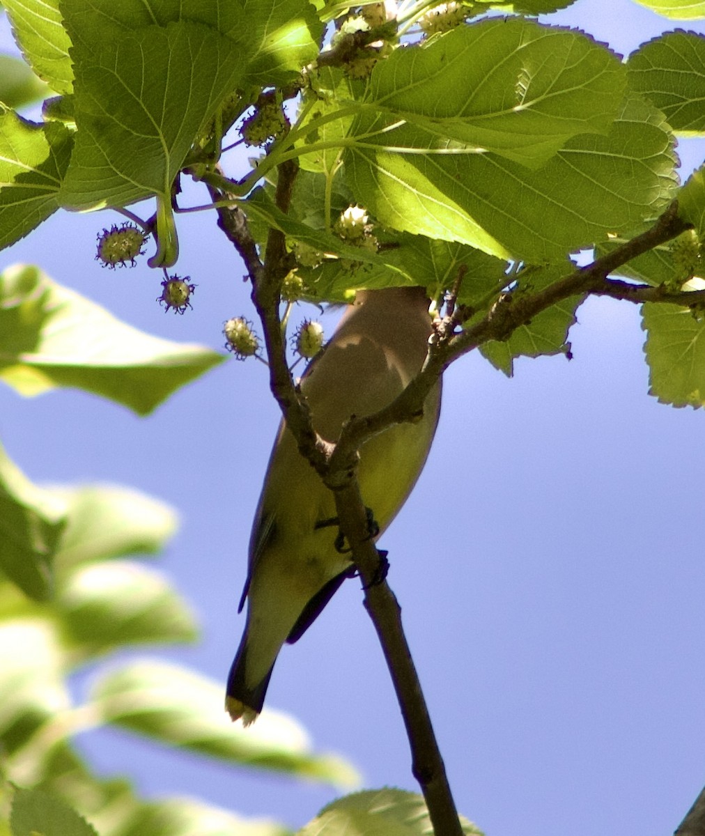 Cedar Waxwing - ML619304965