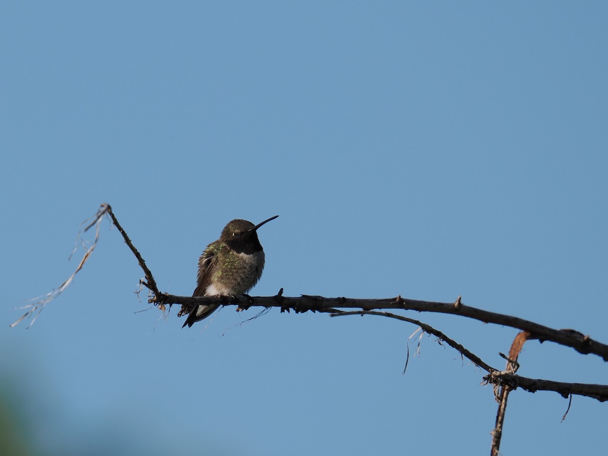 Black-chinned Hummingbird - ML619304975
