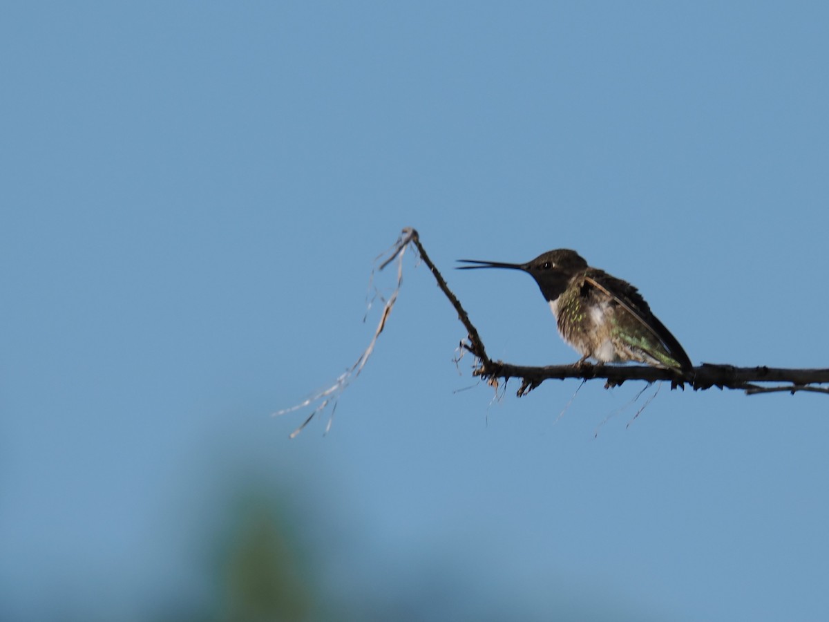 Black-chinned Hummingbird - ML619304976
