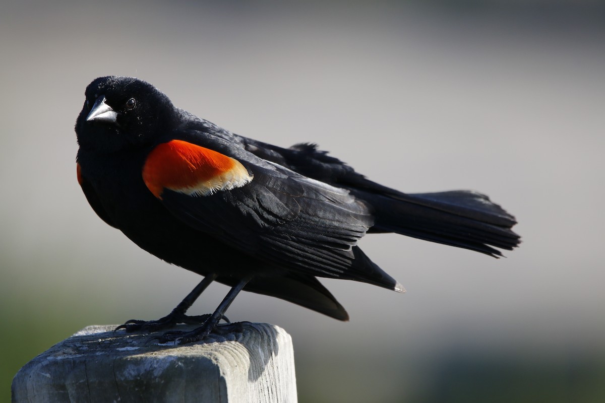 Red-winged Blackbird - Richard Hugel
