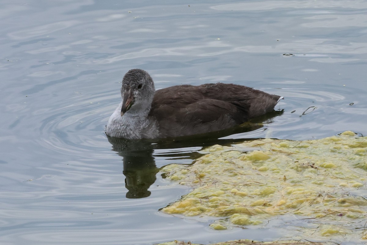 American Coot - Andrew Dobson