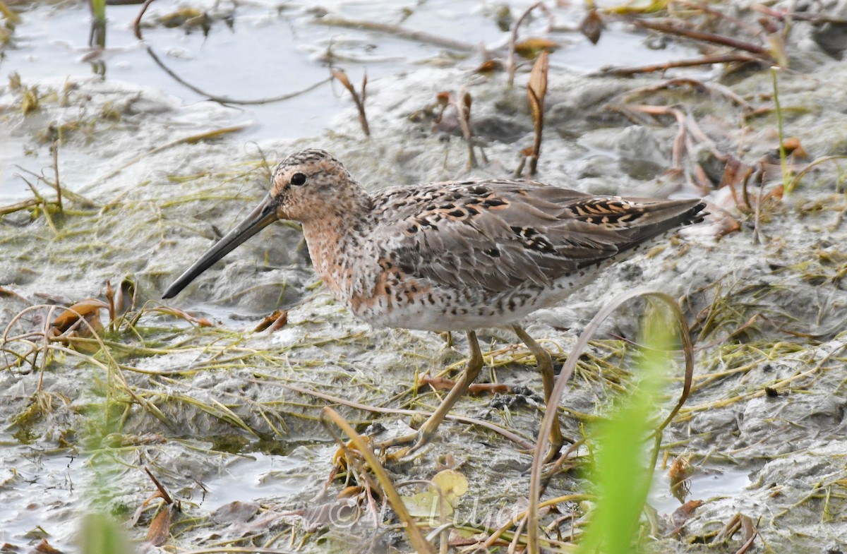 Long-billed Dowitcher - Lorri Lilja