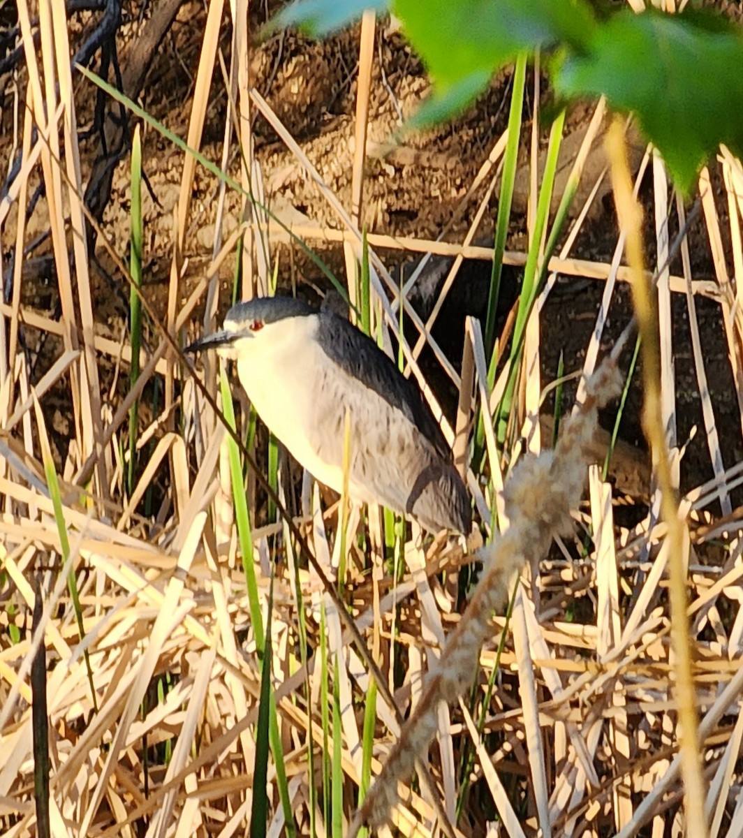 Black-crowned Night Heron - Nancy Cox