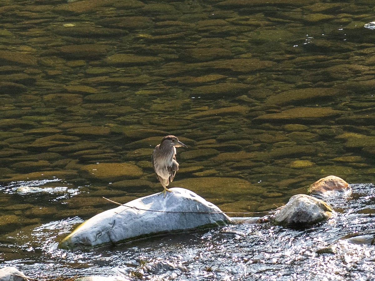 Black-crowned Night Heron - Rachael Kaiser