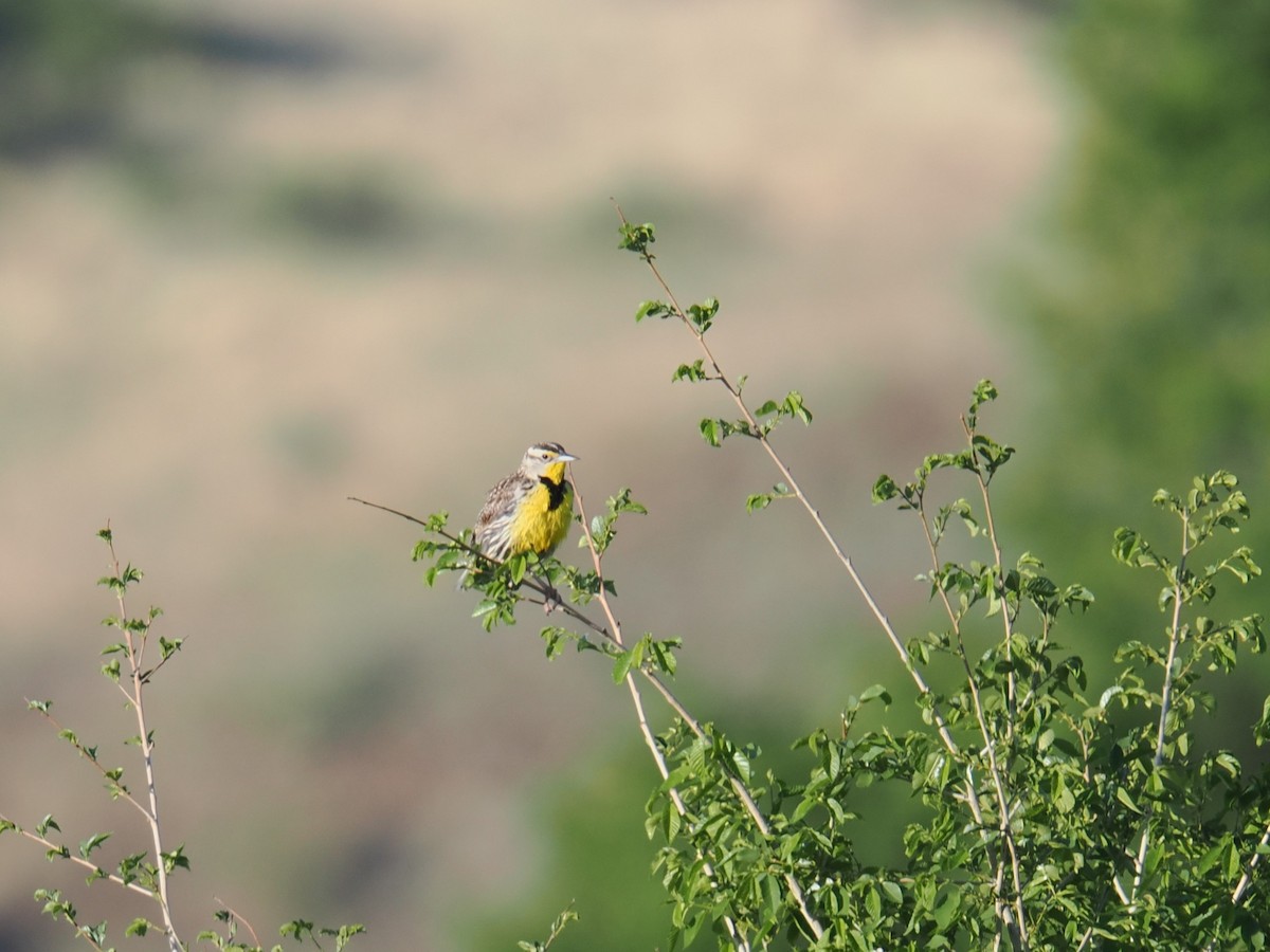 Western Meadowlark - ML619305019