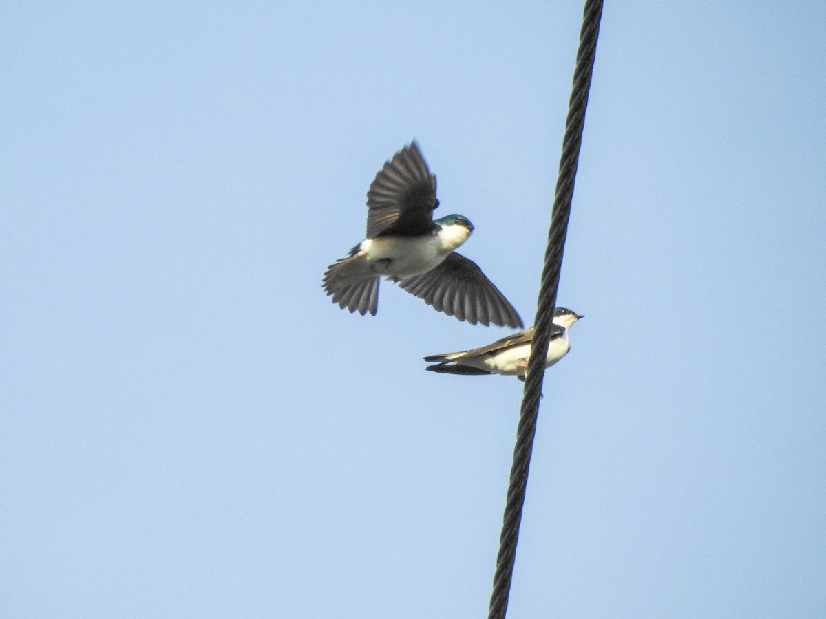 Tree Swallow - Ryne VanKrevelen