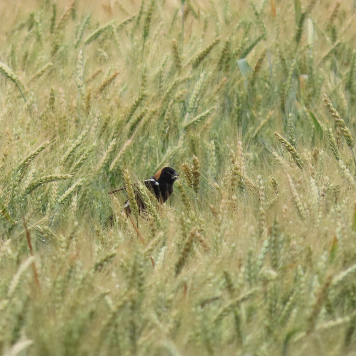 bobolink - ML619305037