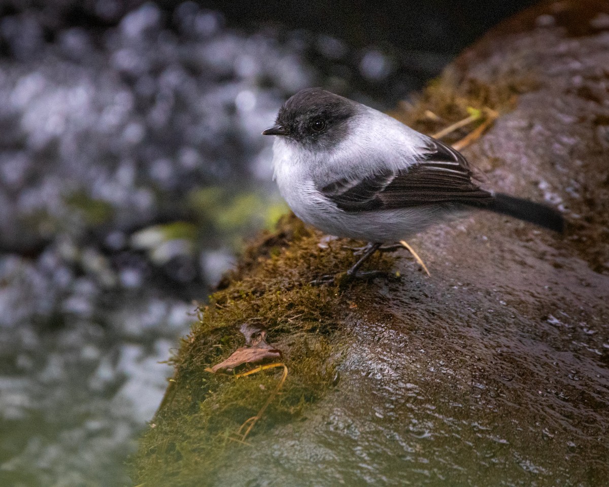 Torrent Tyrannulet - Alexis Vargas