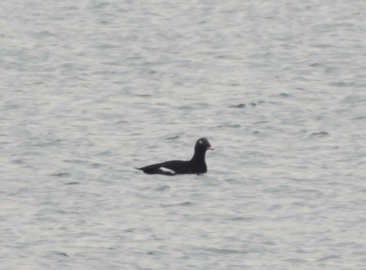 White-winged Scoter - Serge Benoit