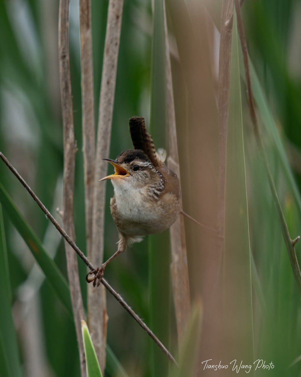 Marsh Wren - Tianshuo Wang