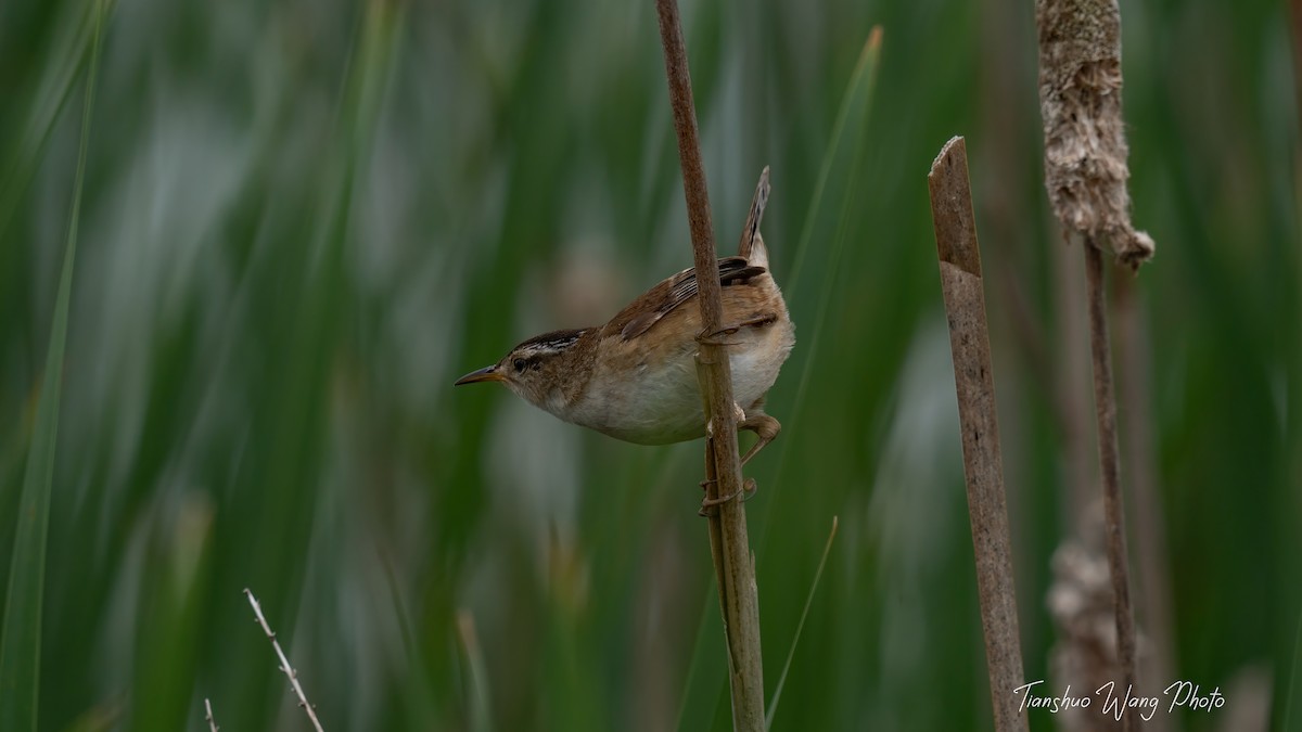 Marsh Wren - Tianshuo Wang