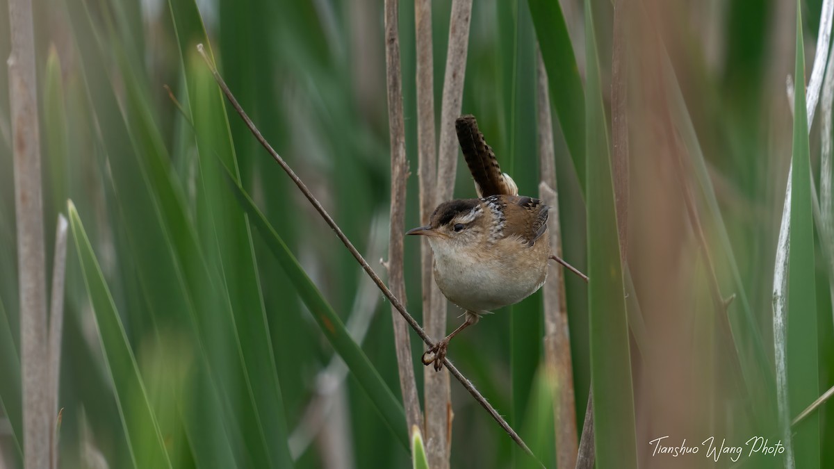 Marsh Wren - Tianshuo Wang