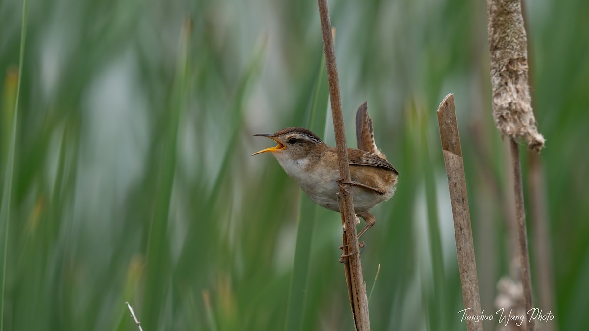 Marsh Wren - Tianshuo Wang