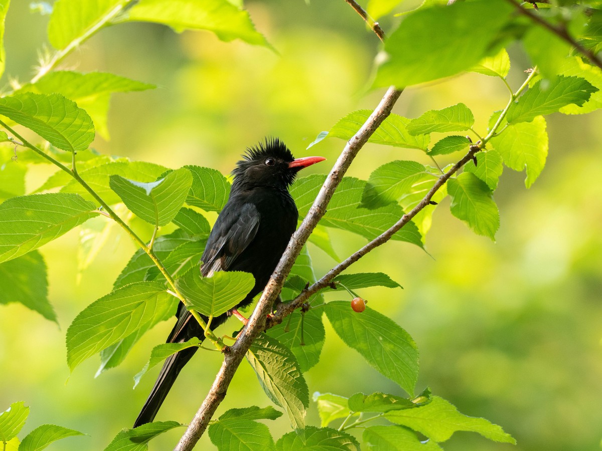 Black Bulbul (Gray-winged) - Rachael Kaiser