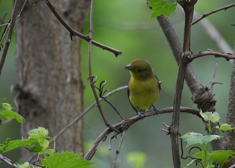 Scarlet Tanager - Doug Daniels