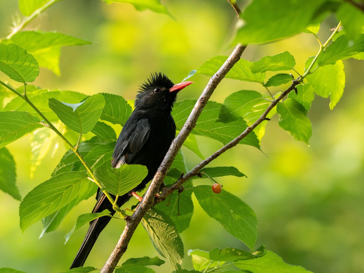 Black Bulbul (Gray-winged) - Rachael Kaiser