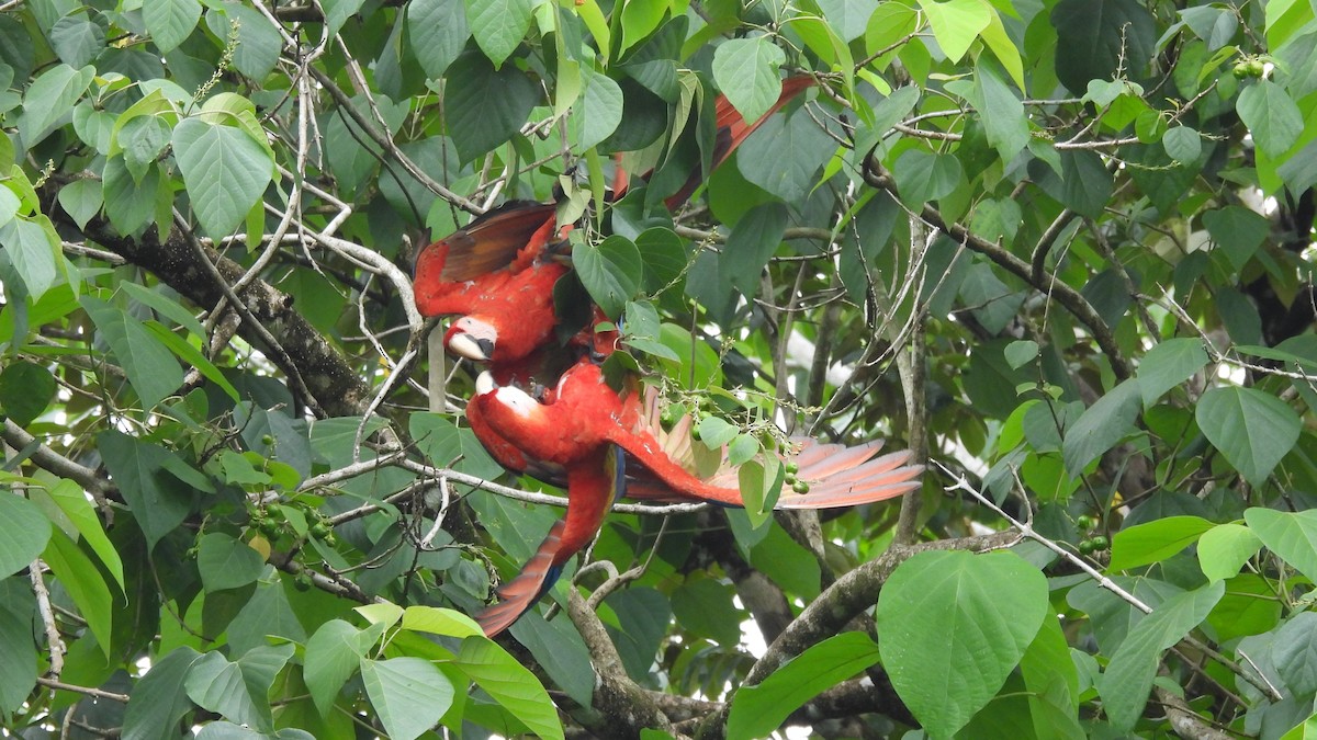 Scarlet Macaw - Karen Evans