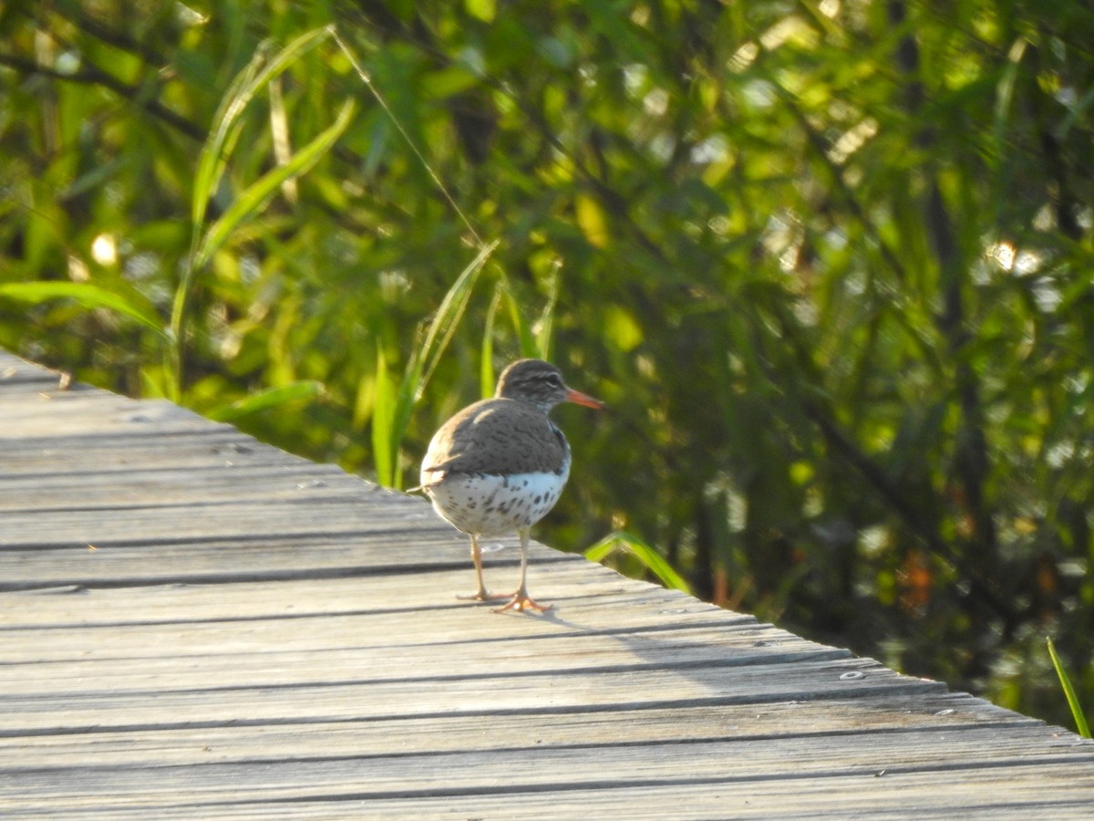 Spotted Sandpiper - ML619305083